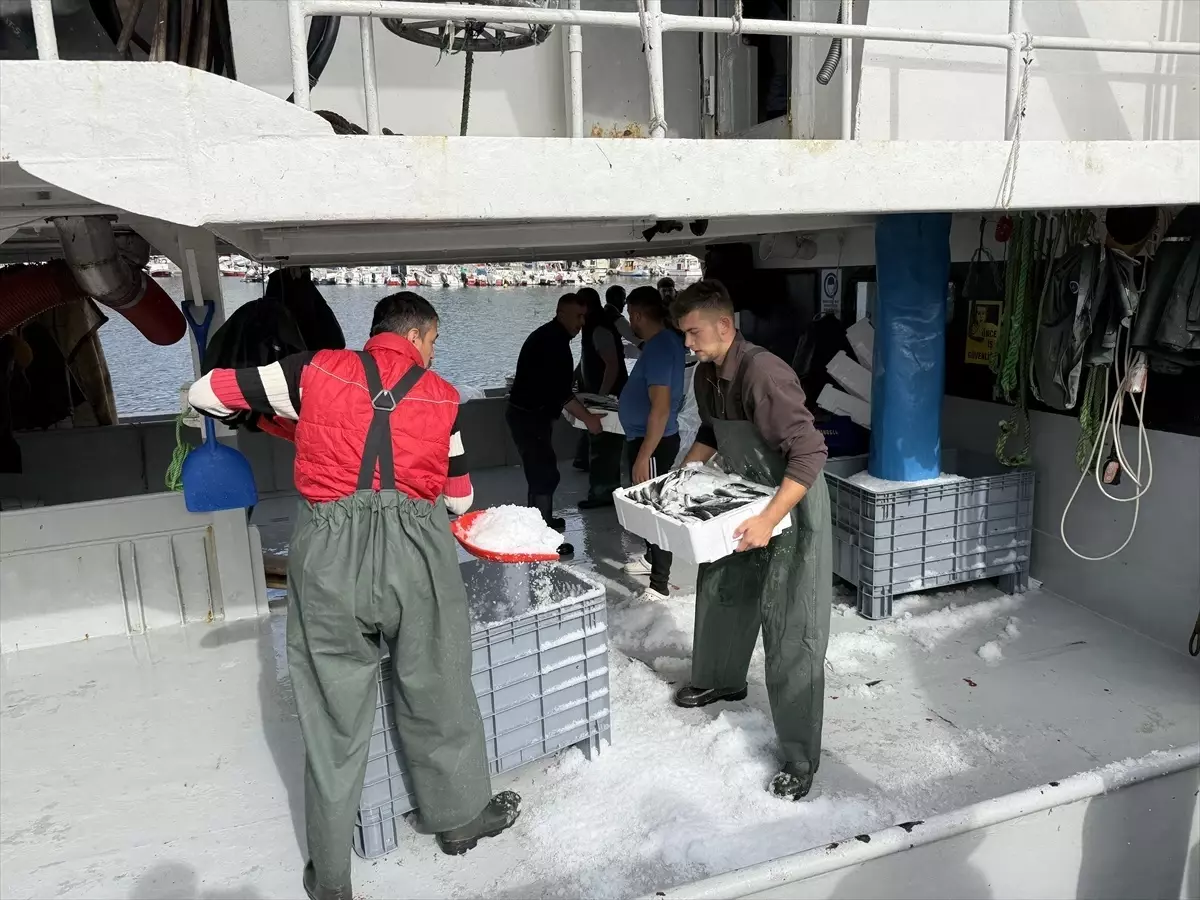 tekirdagli balikcilar istavritle dolu donuyor gus36Iqc