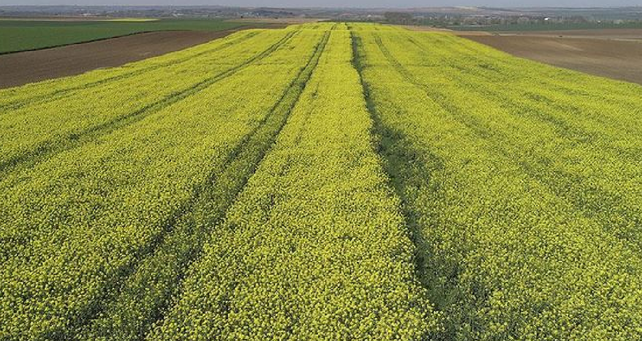 Çiftçiler Kanolaya Yöneldi: Talep Artışı ve Yüksek Hasat Beklentileri**