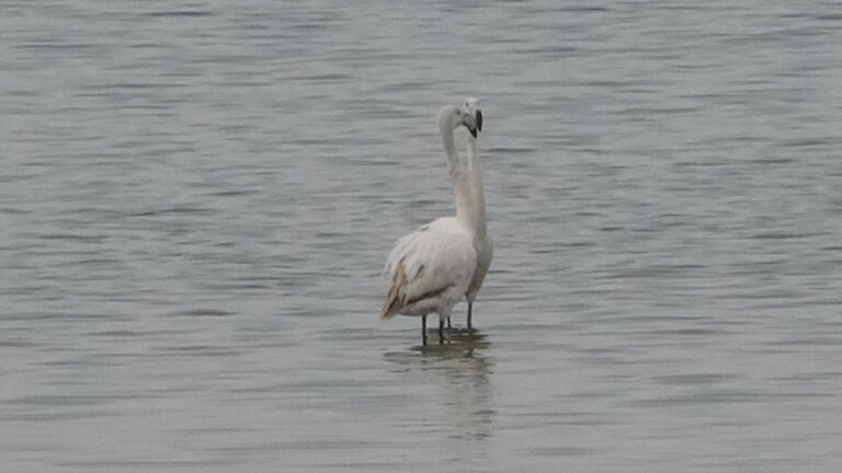 van-golu-havzasinda-flamingo-akini-fmylq8WY
