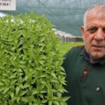 sigara-fabrikasindan-emekli-olunca-yeni-bir-hobi-buldular-yilda-15-milyon-fideyi-75-qxtBRSE5